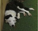 Small Photo #19 Border Collie Puppy For Sale in Highland, IL, USA