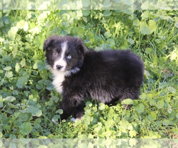 Medium Photo #9 Australian Shepherd Puppy For Sale in ACTON, CA, USA