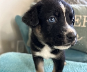 Medium Cane Corso-Siberian Husky Mix