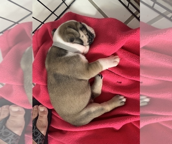 Medium Photo #2 Bulldog Puppy For Sale in SPRING HILL, FL, USA