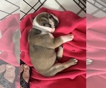 Small Photo #2 Bulldog Puppy For Sale in SPRING HILL, FL, USA