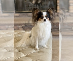 Father of the Papillon puppies born on 10/04/2022