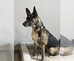 Small #6 Holland Shepherd Mix
