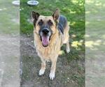 Small Photo #2 German Shepherd Dog-Unknown Mix Puppy For Sale in Riverside, CA, USA