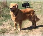 Small Photo #1 Goldendoodle Puppy For Sale in LA FOLLETTE, TN, USA