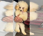 Small Poodle (Miniature)