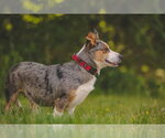 Small #5 Cardigan Welsh Corgi-Catahoula Leopard Dog Mix