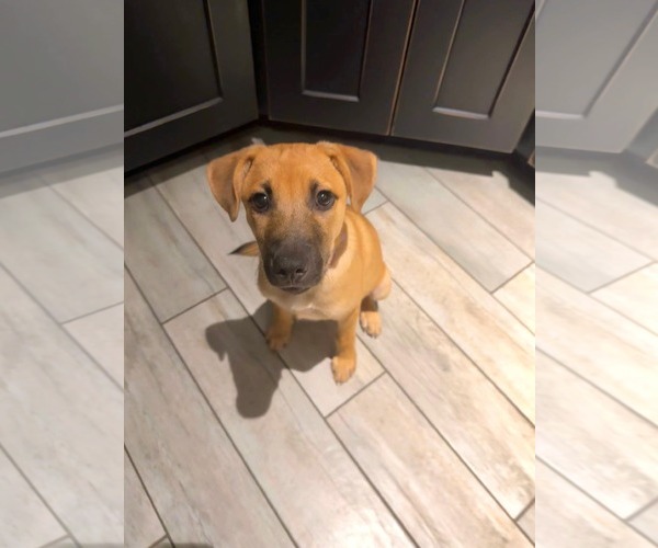 Medium Photo #5 Mutt Puppy For Sale in Naples, FL, USA