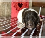 Small Photo #2 Newfoundland Puppy For Sale in LOUISVILLE, KY, USA