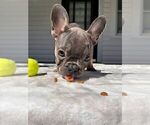 Small French Bulldog