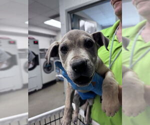 Labrador Retriever-Unknown Mix Dogs for adoption in Oklahoma City, OK, USA