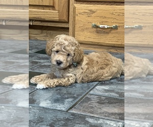 Poodle (Miniature) Puppy for Sale in GREENVILLE, Missouri USA
