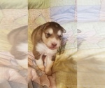 Small Photo #2 Alaskan Malamute Puppy For Sale in PINE VILLAGE, IN, USA