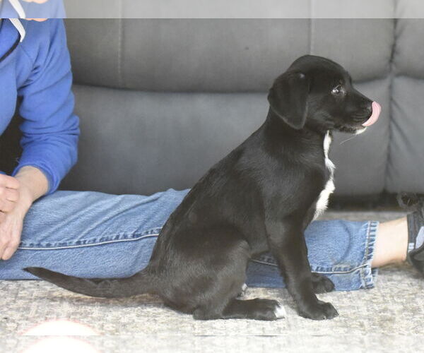 Medium Photo #4 Labrador Retriever-Unknown Mix Puppy For Sale in Mechanicsburg, PA, USA