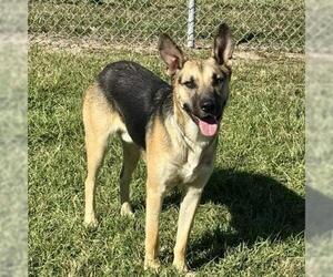 German Shepherd Dog-Unknown Mix Dogs for adoption in Conroe, TX, USA