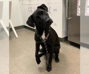Labrador Retriever-Unknown Mix Dogs for adoption in Berkeley , CA, USA