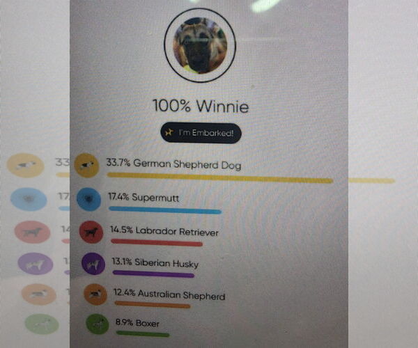 Medium Photo #3 Aussiedor Puppy For Sale in Cuba, NY, USA