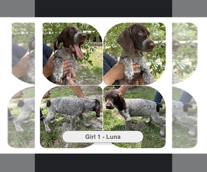 Medium German Shorthaired Pointer-German Wirehaired Pointer Mix