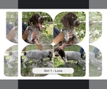 Small Photo #31 German Shorthaired Pointer-German Wirehaired Pointer Mix Puppy For Sale in DEFUNIAK SPRINGS, FL, USA
