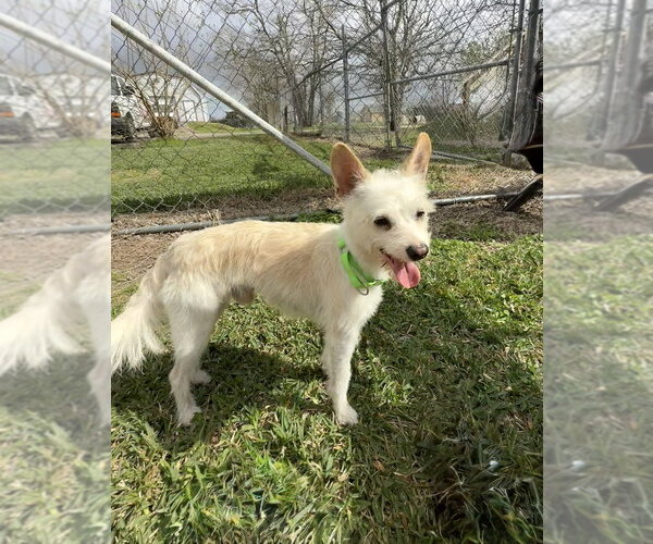 Medium Photo #2 Mutt Puppy For Sale in San Leon, TX, USA