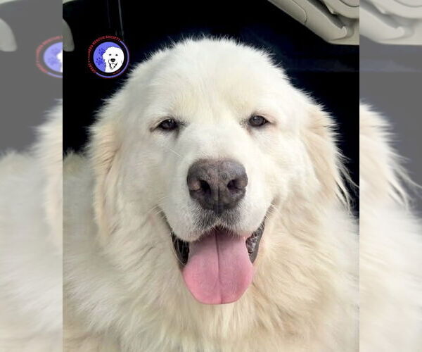 Medium Photo #5 Great Pyrenees Puppy For Sale in Spring, TX, USA