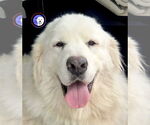 Small #4 Great Pyrenees