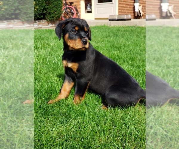 Medium Photo #1 Rottweiler Puppy For Sale in STEUBENVILLE, OH, USA