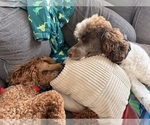 Small #17 Poodle (Standard)