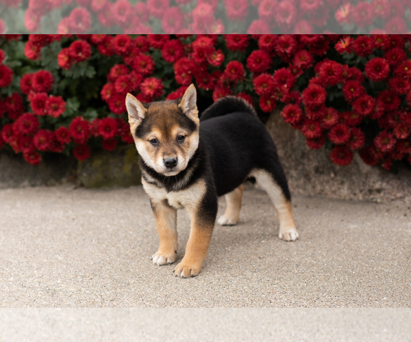 Medium Photo #3 Shiba Inu Puppy For Sale in MILLERSBURG, IN, USA