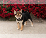 Small #2 Shiba Inu