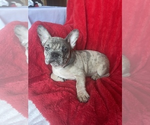 French Bulldog Puppy for sale in BOSTON, MA, USA