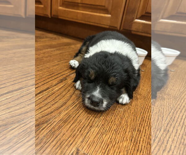 Medium Photo #4 Australian Shepherd-Unknown Mix Puppy For Sale in Plainfield, IL, USA