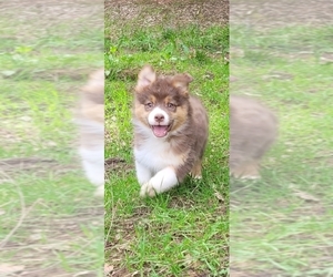 Medium Australian Shepherd