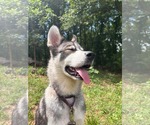 Small #11 Siberian Husky Mix