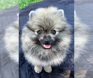 Pomeranian Puppy for sale in LISLE, IL, USA