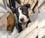Small American Staffordshire Terrier Mix