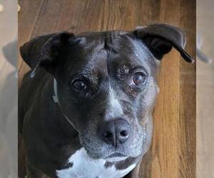 Labrador Retriever-Unknown Mix Dogs for adoption in Westminster, MD, USA