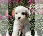 Puppy Luna Cavapoo