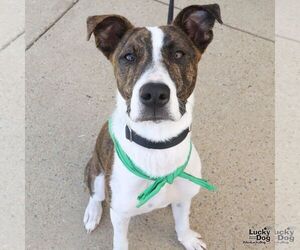 Mutt Dogs for adoption in Washington, DC, USA