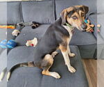 Small #24 Treeing Walker Coonhound Mix