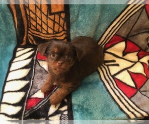 Shorkie Tzu Puppy for sale in SCOTTSDALE, AZ, USA