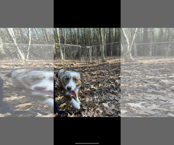 Medium Photo #2 Australian Shepherd Puppy For Sale in York, SC, USA