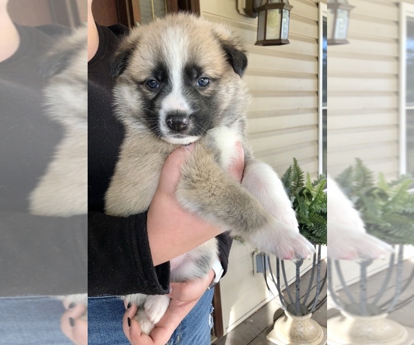 Medium Photo #6 German Shepherd Dog-Siberian Husky Mix Puppy For Sale in COTTONTOWN, TN, USA