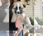 Small Photo #6 German Shepherd Dog-Siberian Husky Mix Puppy For Sale in COTTONTOWN, TN, USA