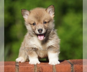 Pembroke Welsh Corgi Puppy for sale in CRESTVIEW, FL, USA