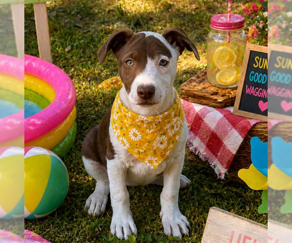 Medium Photo #3 Labrador Retriever Puppy For Sale in Yardley, PA, USA