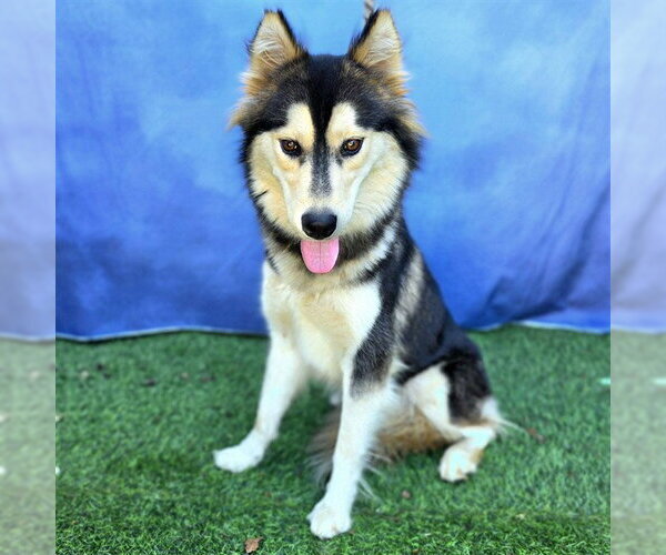 Medium Photo #1 Siberian Husky Puppy For Sale in Long Beach, CA, USA