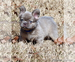 Small Photo #2 French Bulldog Puppy For Sale in WINNSBORO, TX, USA