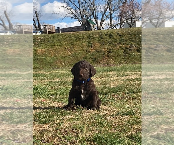 Medium Photo #1 Labradoodle Puppy For Sale in HICKORY, NC, USA