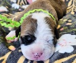 Puppy Lime collar Alapaha Blue Blood Bulldog
